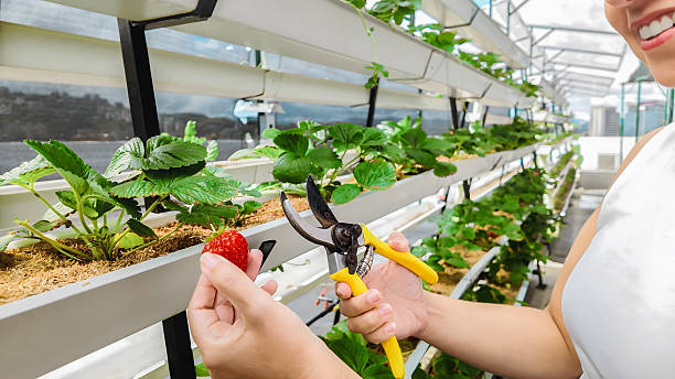 Plant-Based Innovations